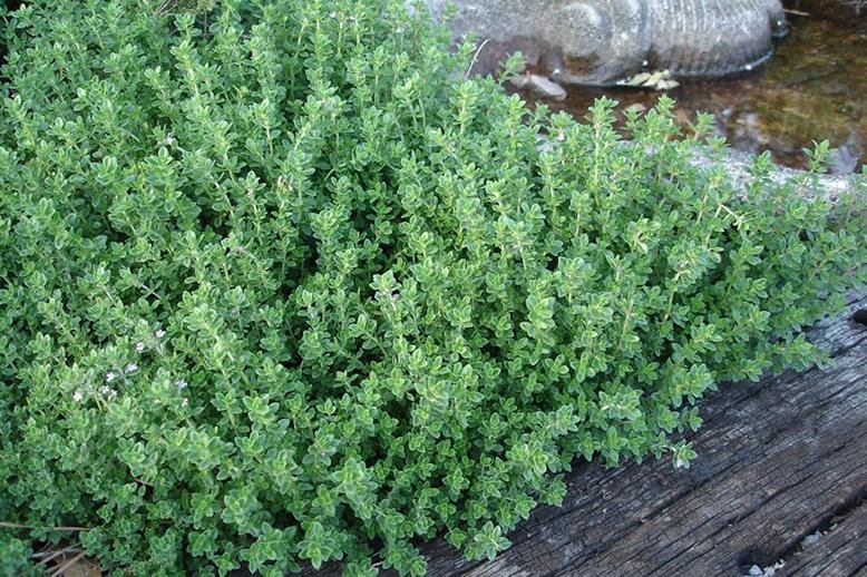 thyme