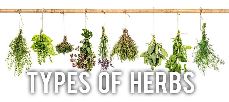 types of herbs