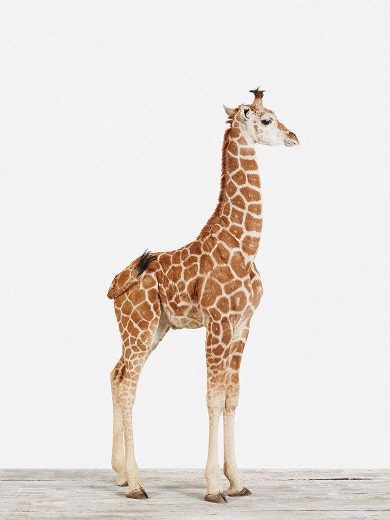 giraffe