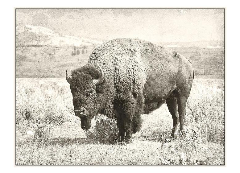 buffalo