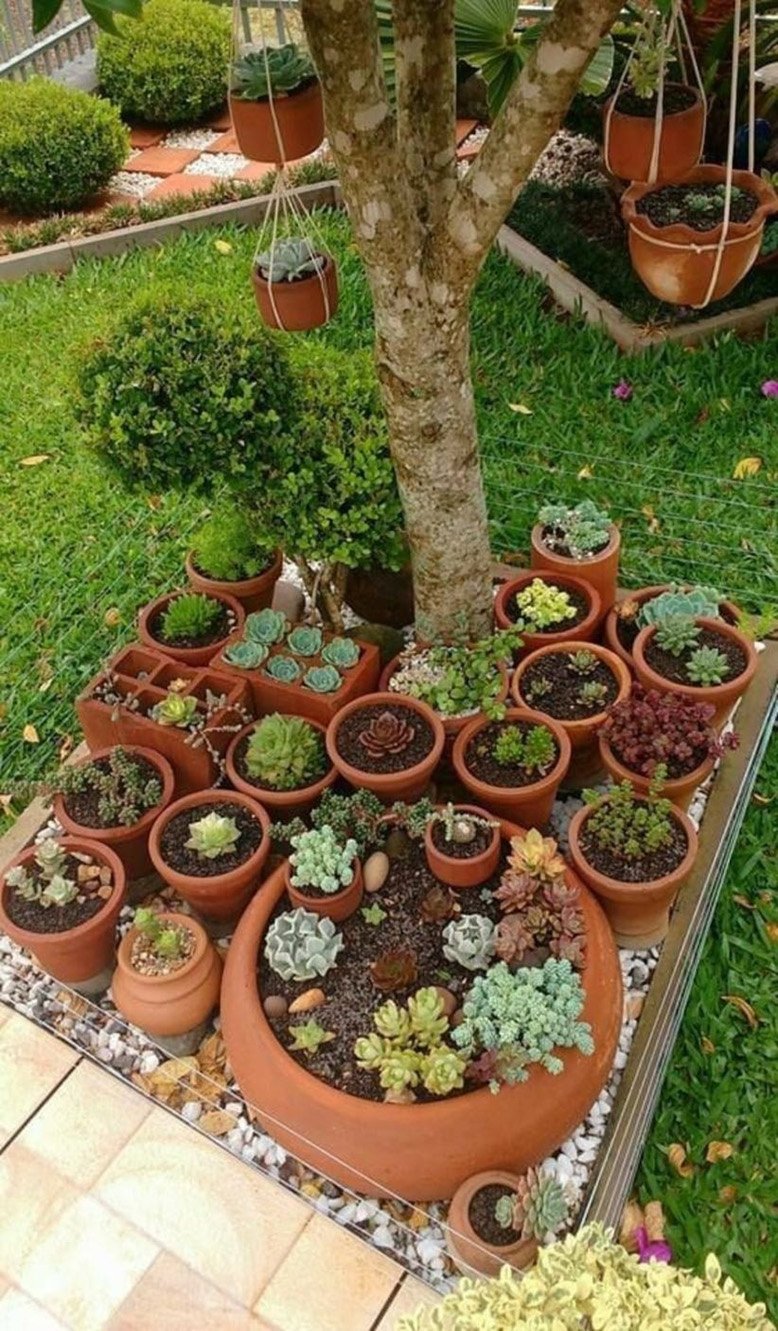 succulent garden