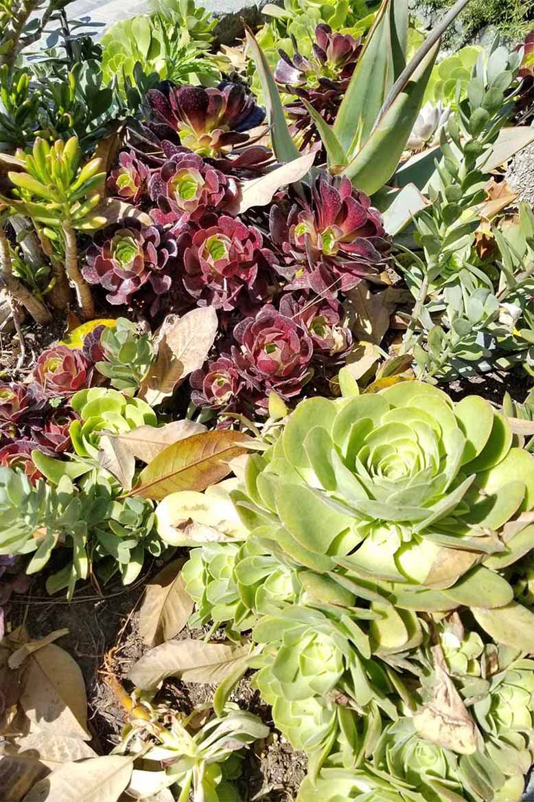 succulents