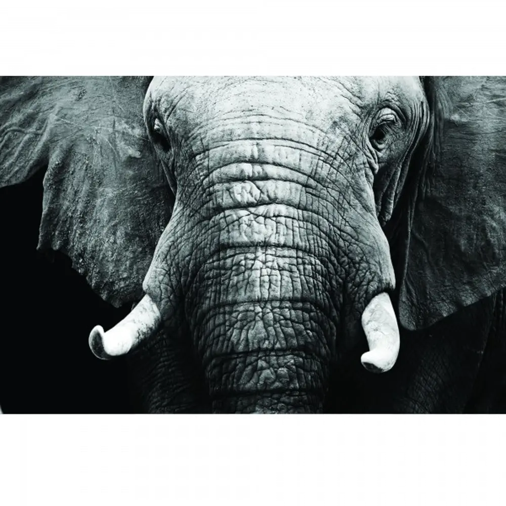 Large Black and White Elephant Tempered Glass Canvas Artwork-1