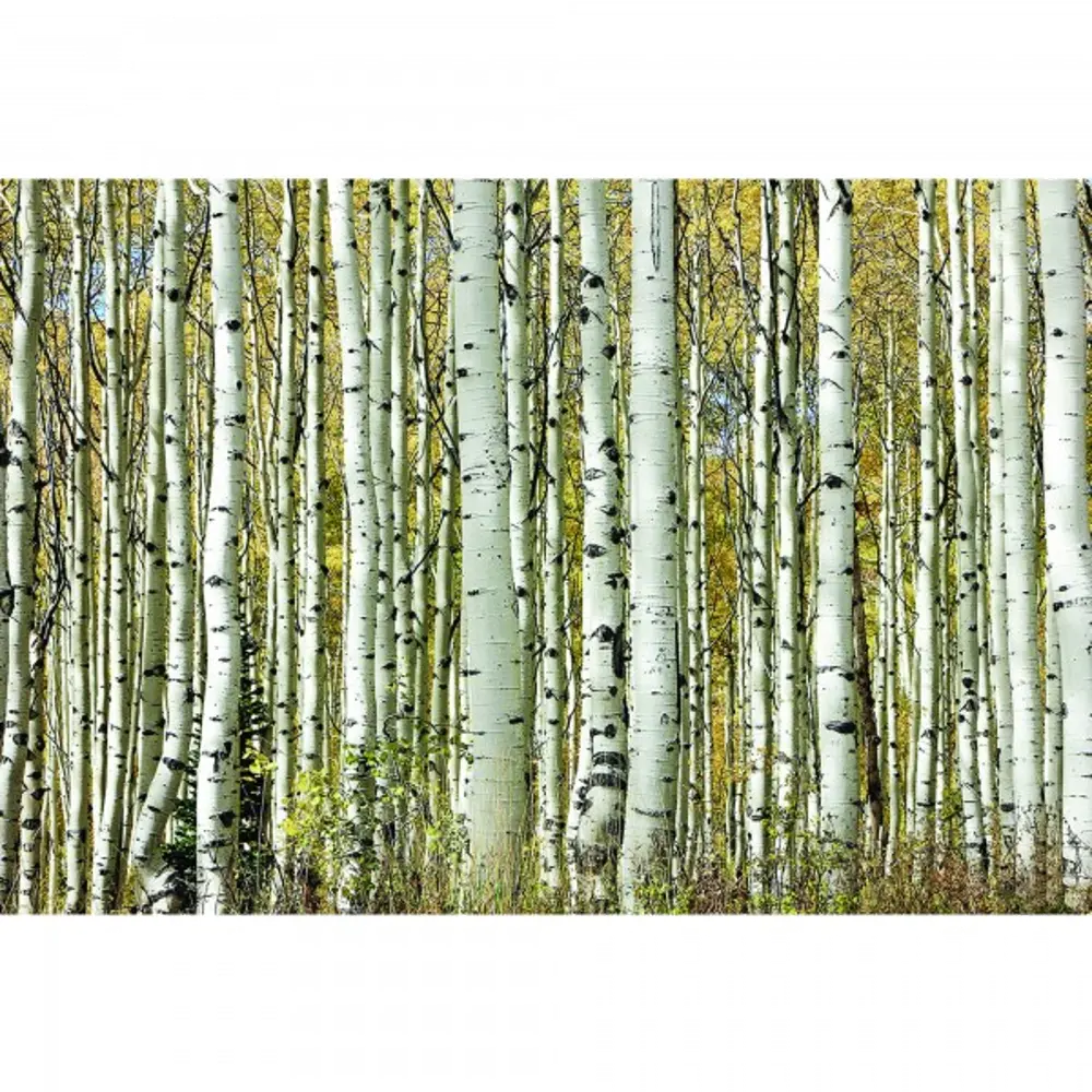 Tempered Glass Birch Trees Canvas Wall Art-1