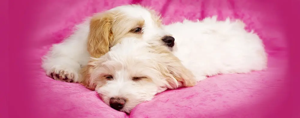1171259 LightHeaded Bed Sleeping Puppies with Pink Background Image-1