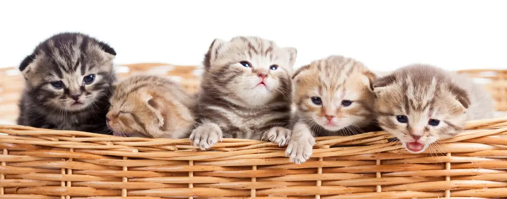 1171347 LightHeaded Bed 5 Kittens in a Basket Image-1