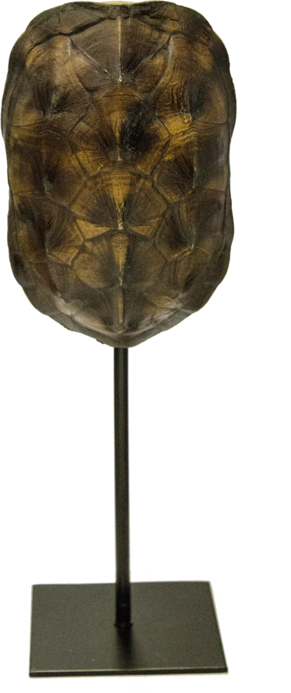13 Inch Dark Brown Turtle Shell On Stand-1