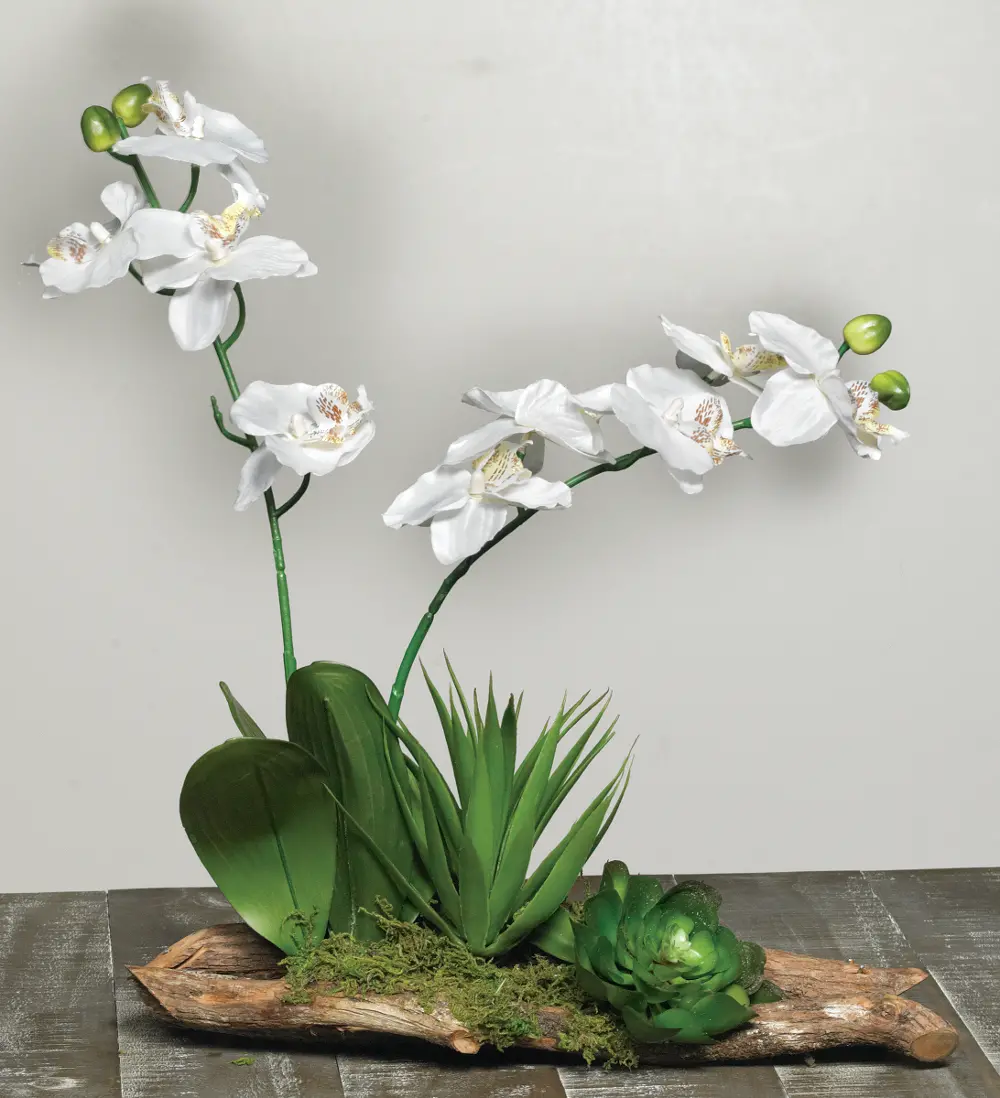Orchids with Succulents on Rustic Branches Arrangement-1