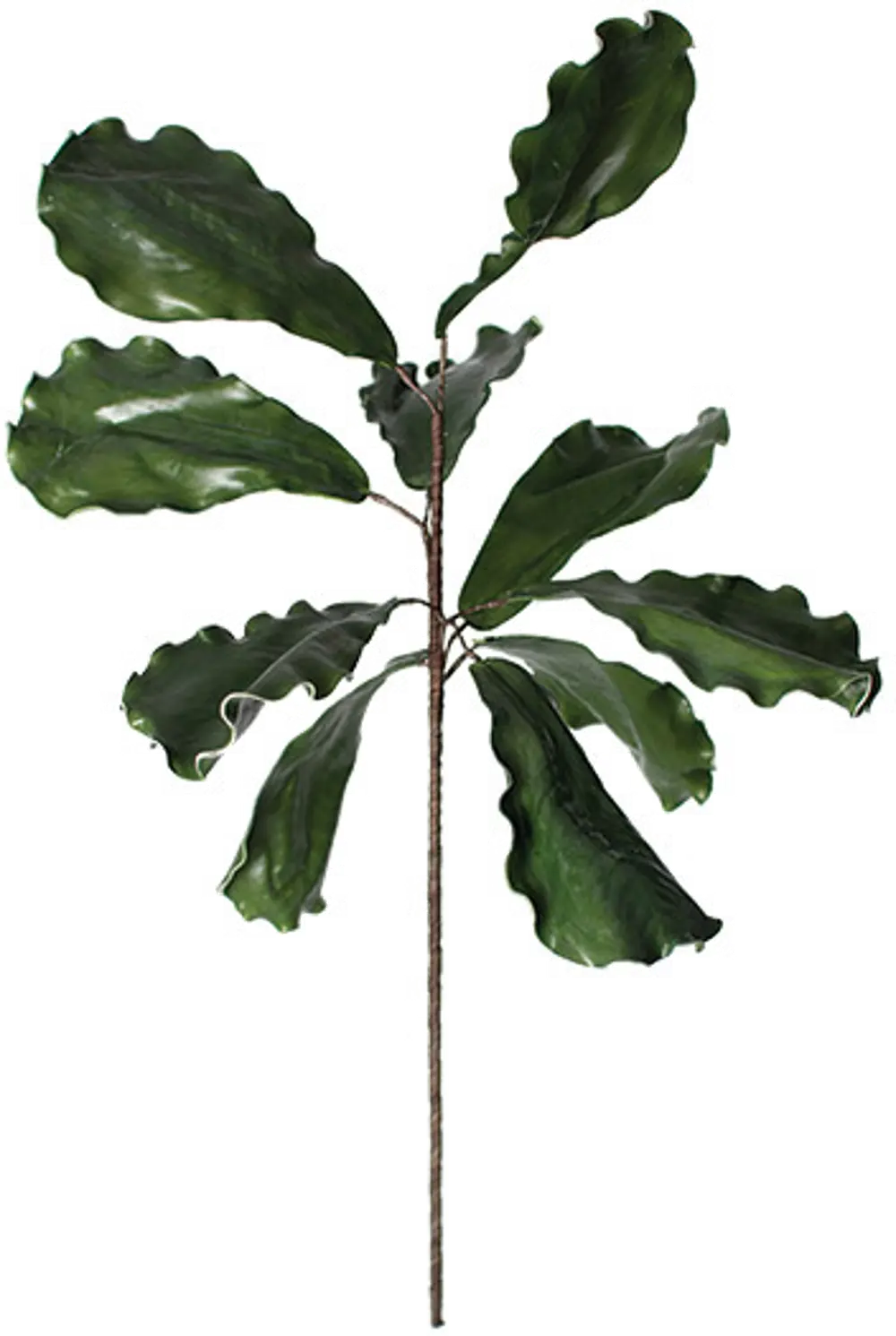 Green Fig Leaf Stem for Arrangement-1