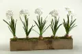White Bulbs Arrangement in a Wooden Rectangular Planter