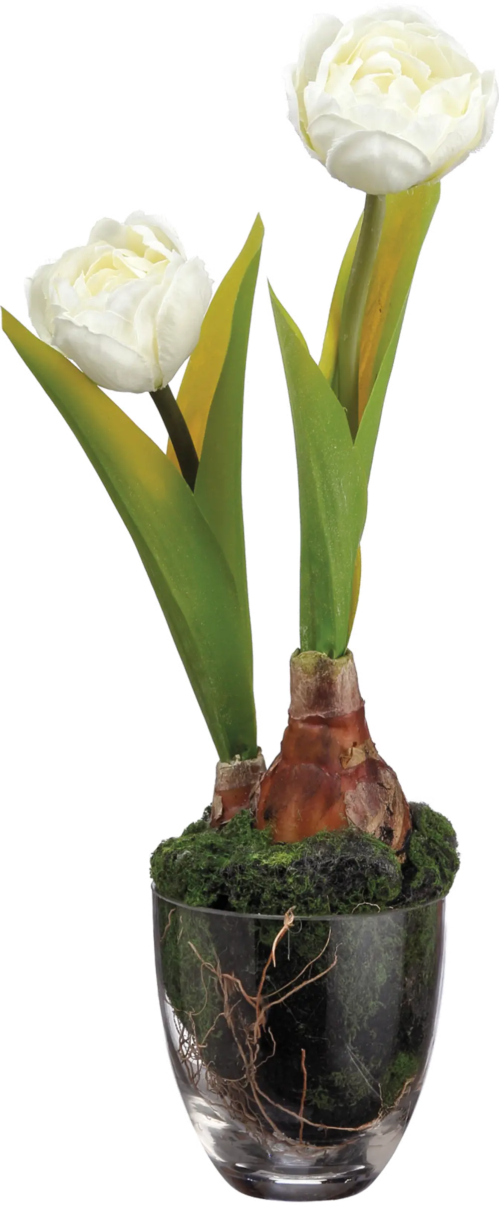 Tulips with Bulbs in Soil Arrangement-1