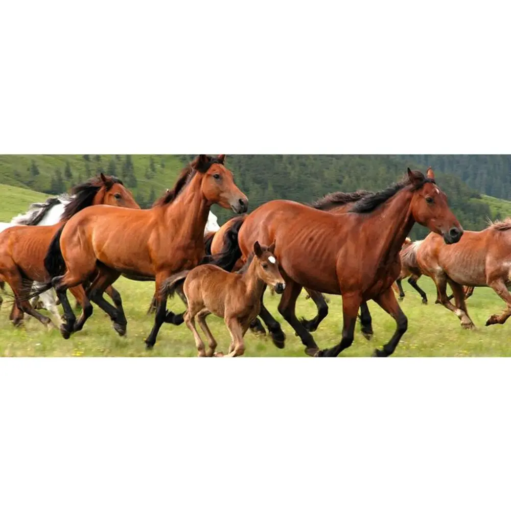 1172388 Horses Running Through Pasture-1