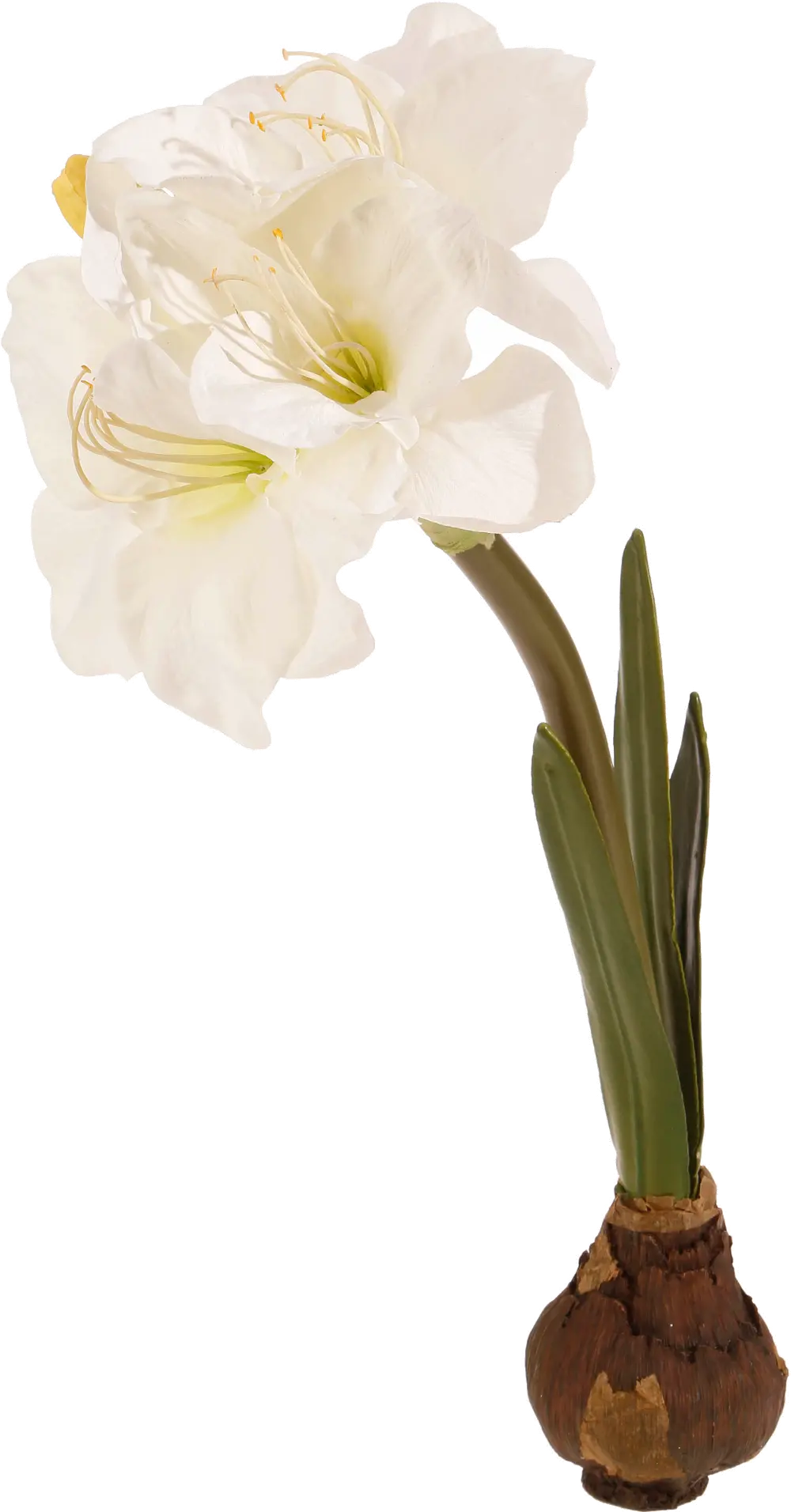 21 Inch White Amaryllis Bulb-1