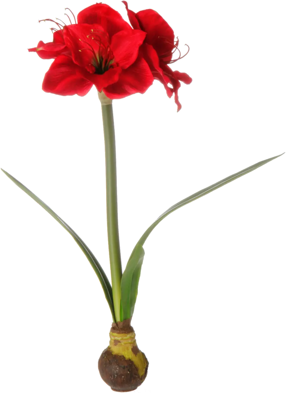 21 Inch Red Amaryllis with Bulb-1