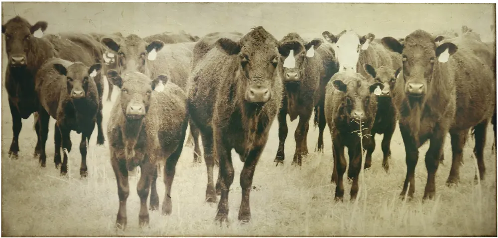 Bovine Photography Canvas Art Work with Gold Leaf Foil-1