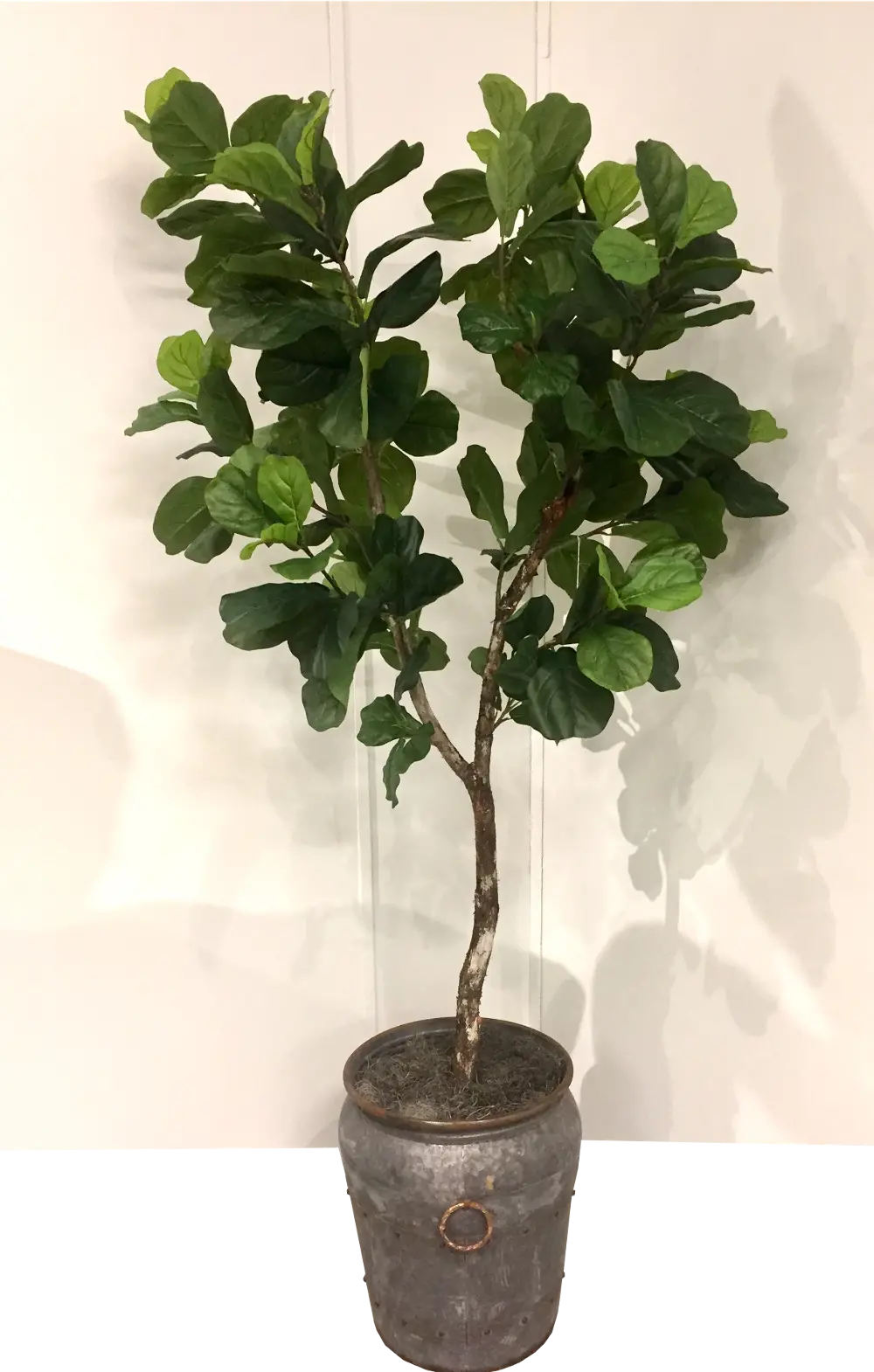 8 Foot Fiddle Leaf Fig Tree Arrangement-1