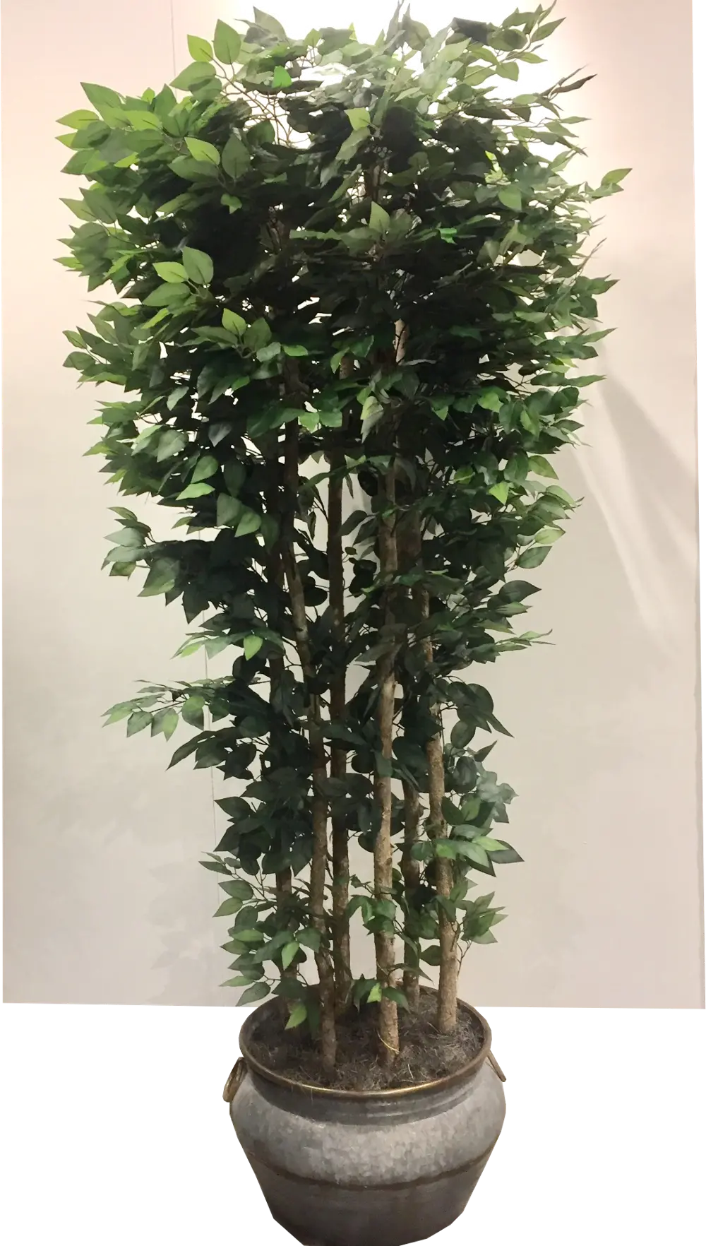 Faux 8 Foot Giant Clipped Ficus Tree Arrangement-1