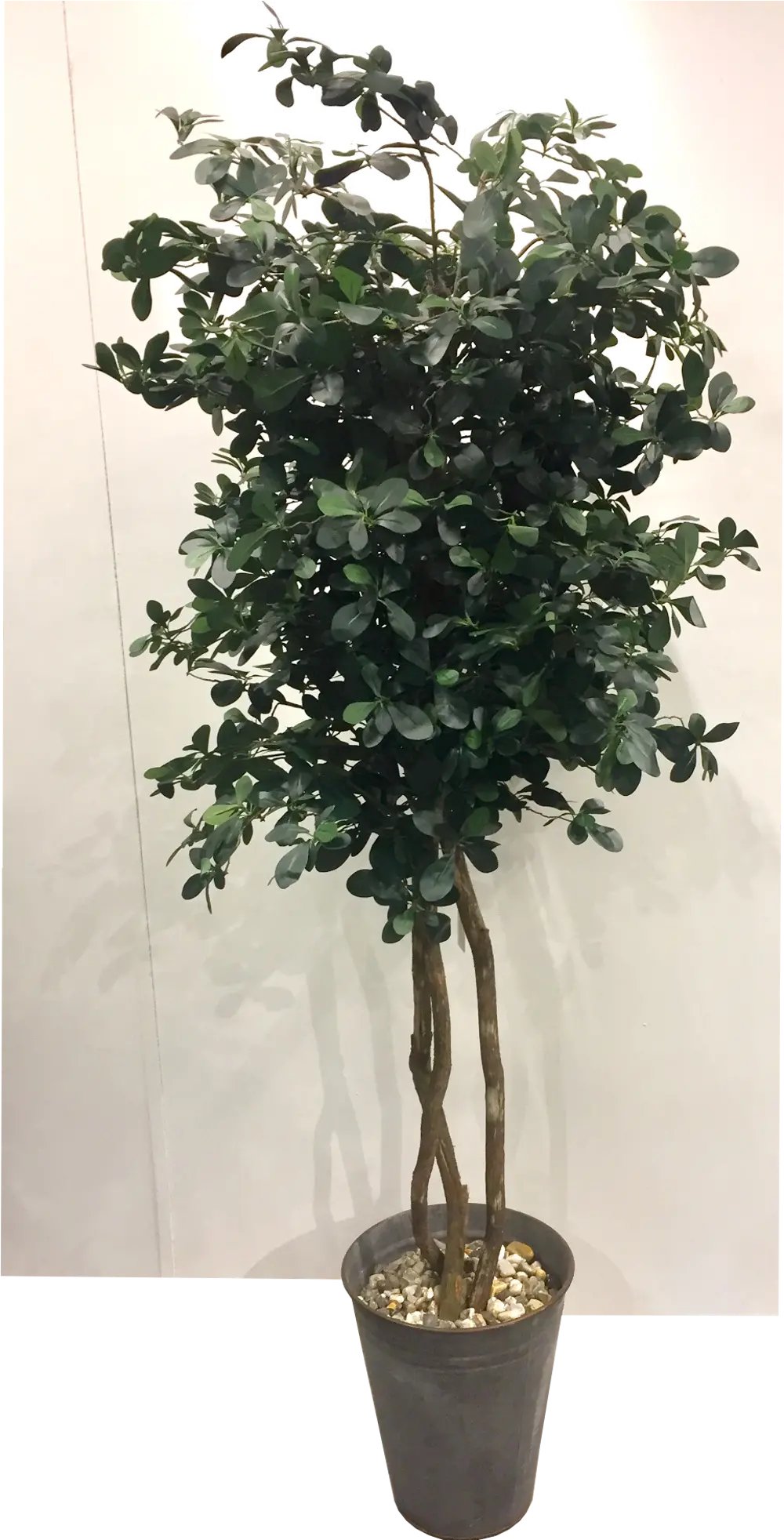 7 Foot Green Olive Tree with Rock Arrangement-1