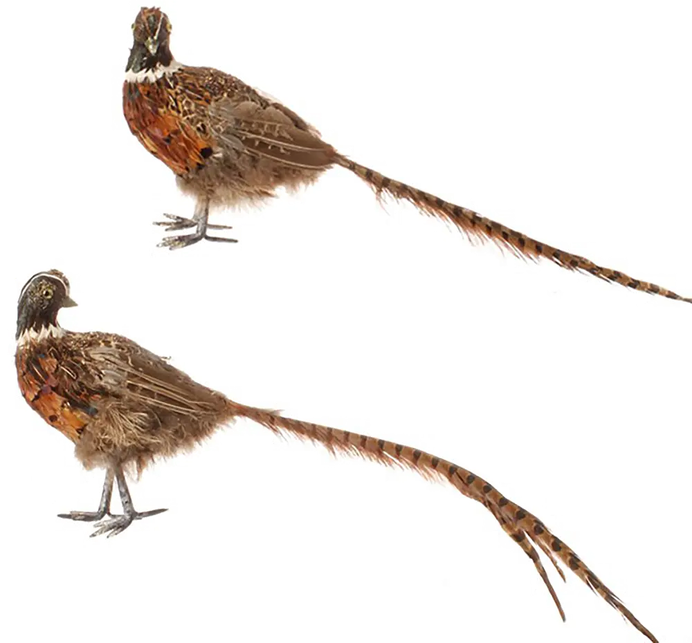 Assorted Faux Feathered Pheasant-1