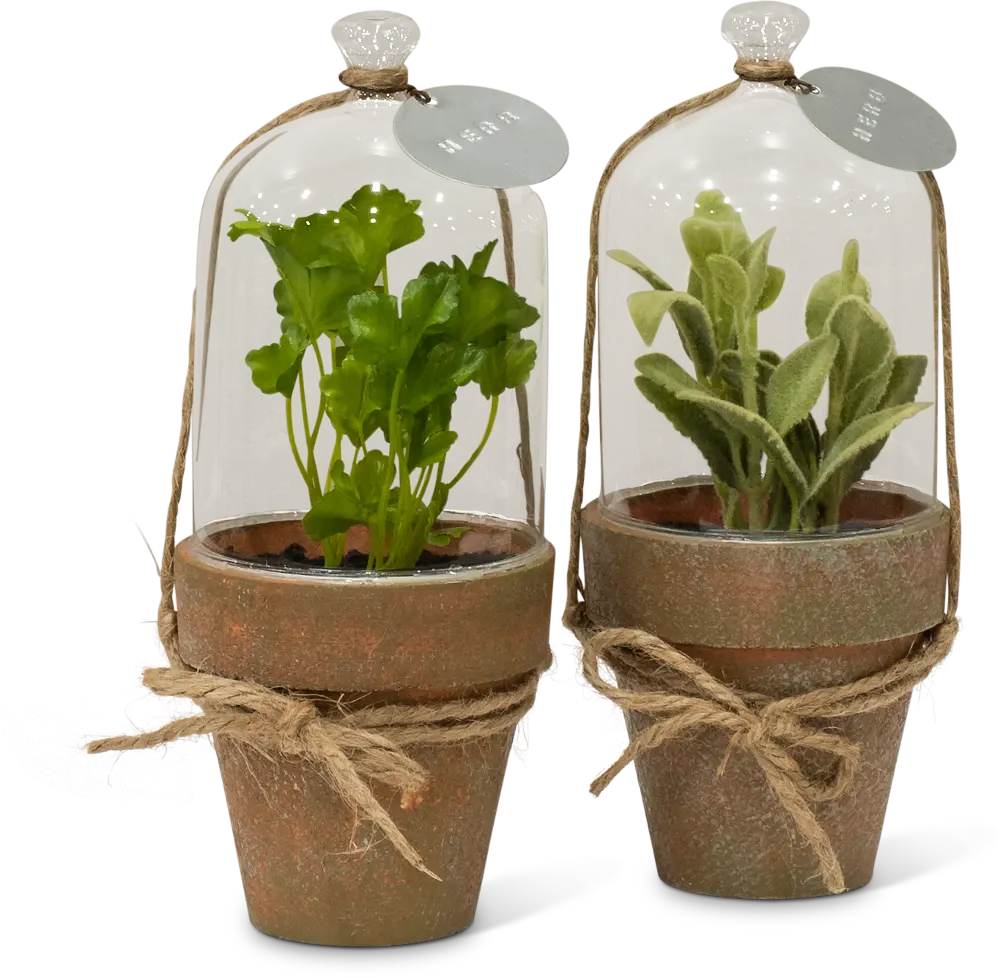 Assorted Potted Herb Plant Arrangement in Cloche-1
