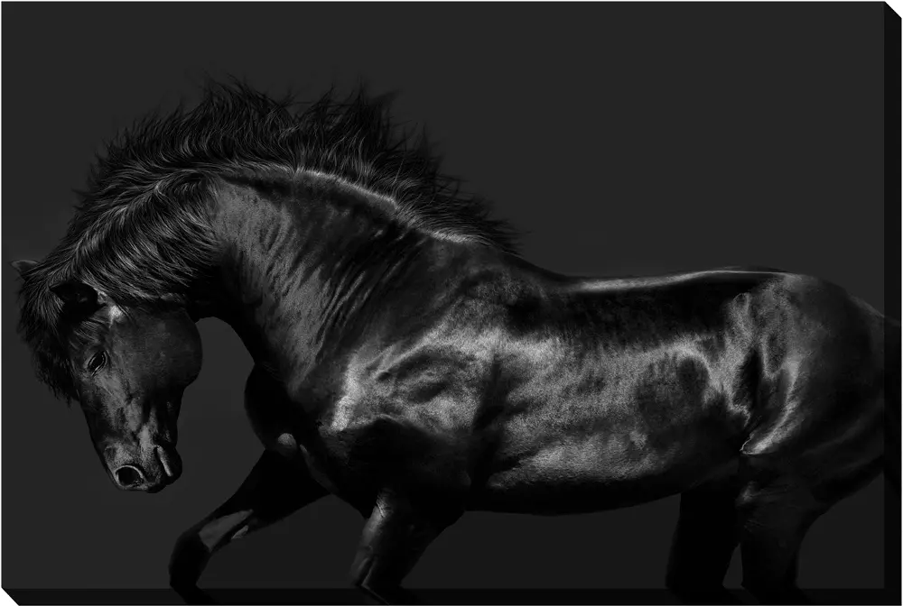 Black Stallion Horse Canvas Wall Art-1