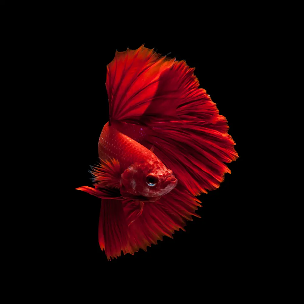 Right Red Goldfish on Black Background Wall Art on Glass-1