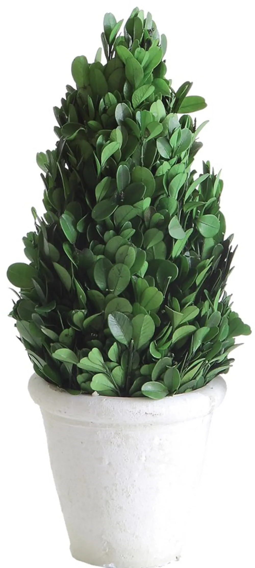 DA5562/BOXWOOD 11 Inch Green Preserved Boxwood Cone Topiary Arrangement-1