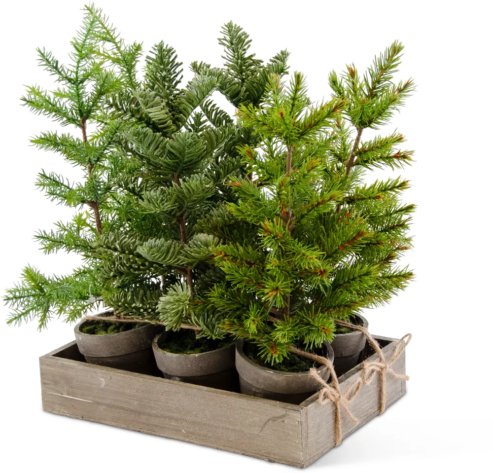 Assorted Tall Pine Potted Arrangement-1