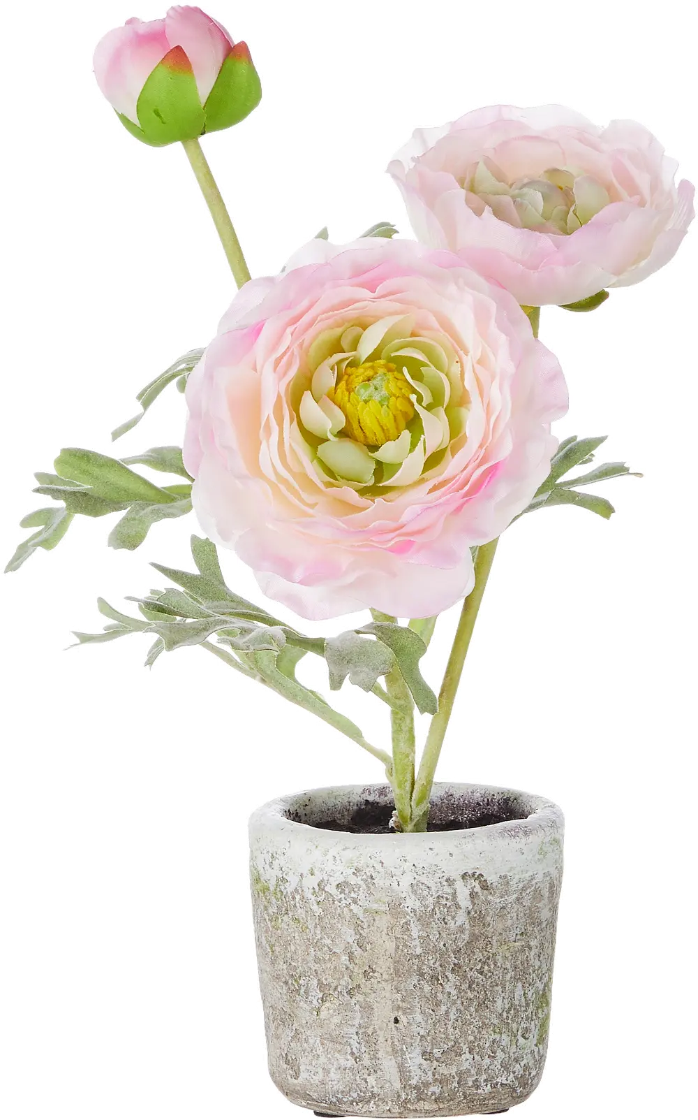 11 Inch Potted Pink Ranunculus-1