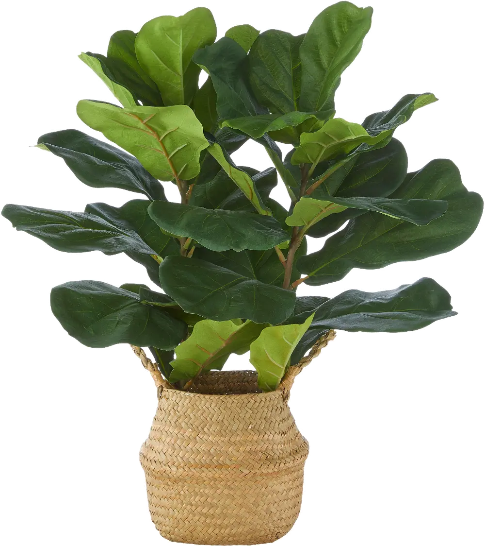 28 Inch Fiddle Leaf Fig Plant Basket-1