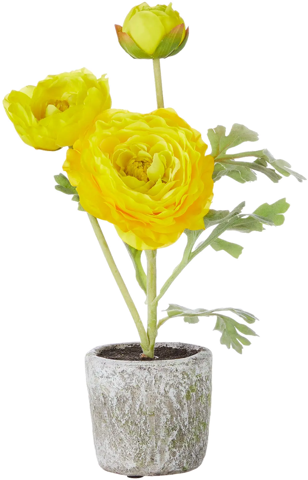 11 Inch Yellow Ranunculus Potted Plant-1