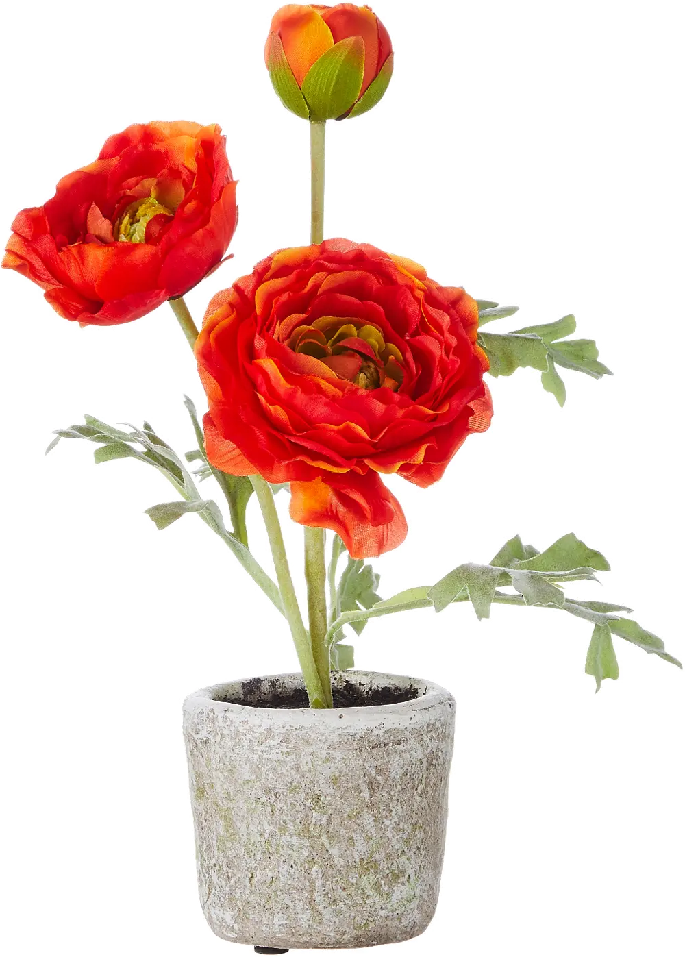 11 Inch Red Ranunculus Potted Plant-1
