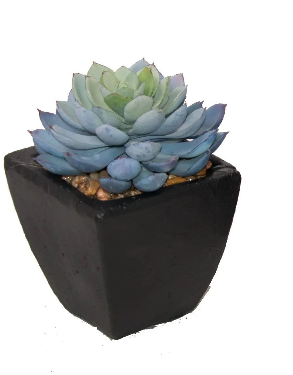 Faux Echeveria Succulent in Stone Pot-1