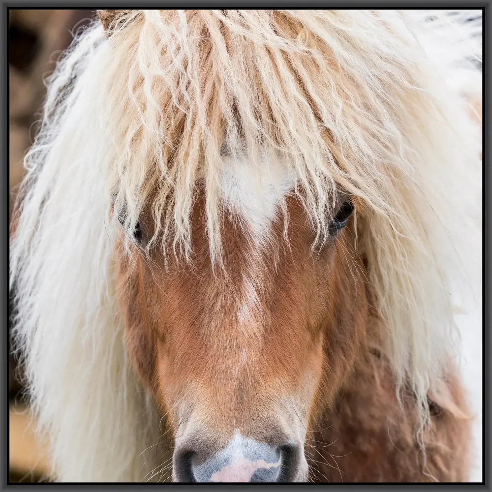 Framed Horse Hair Don't Care Art 3-1