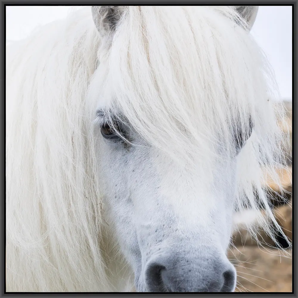 Framed Horse Hair Care Art 4-1