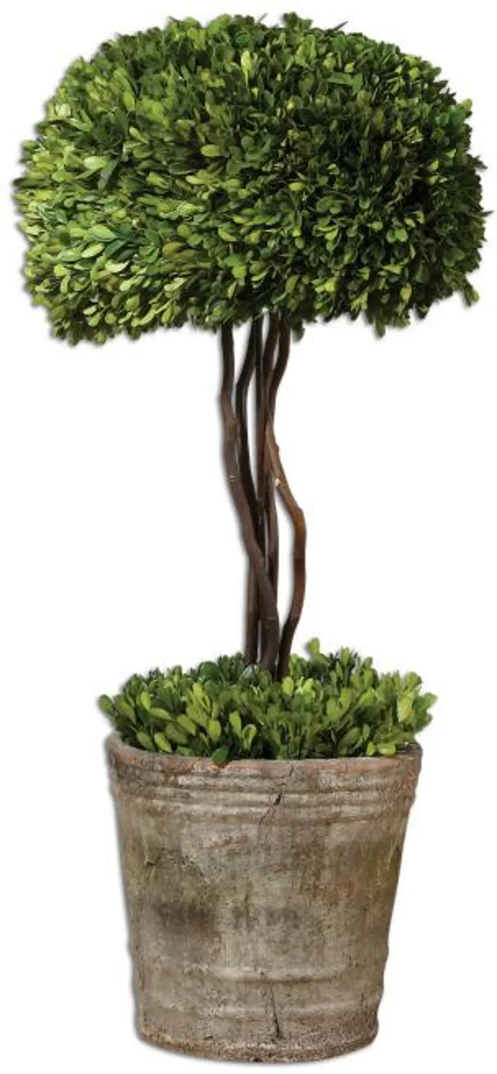 Preserved Boxwood Tree Topiary Arrangement-1