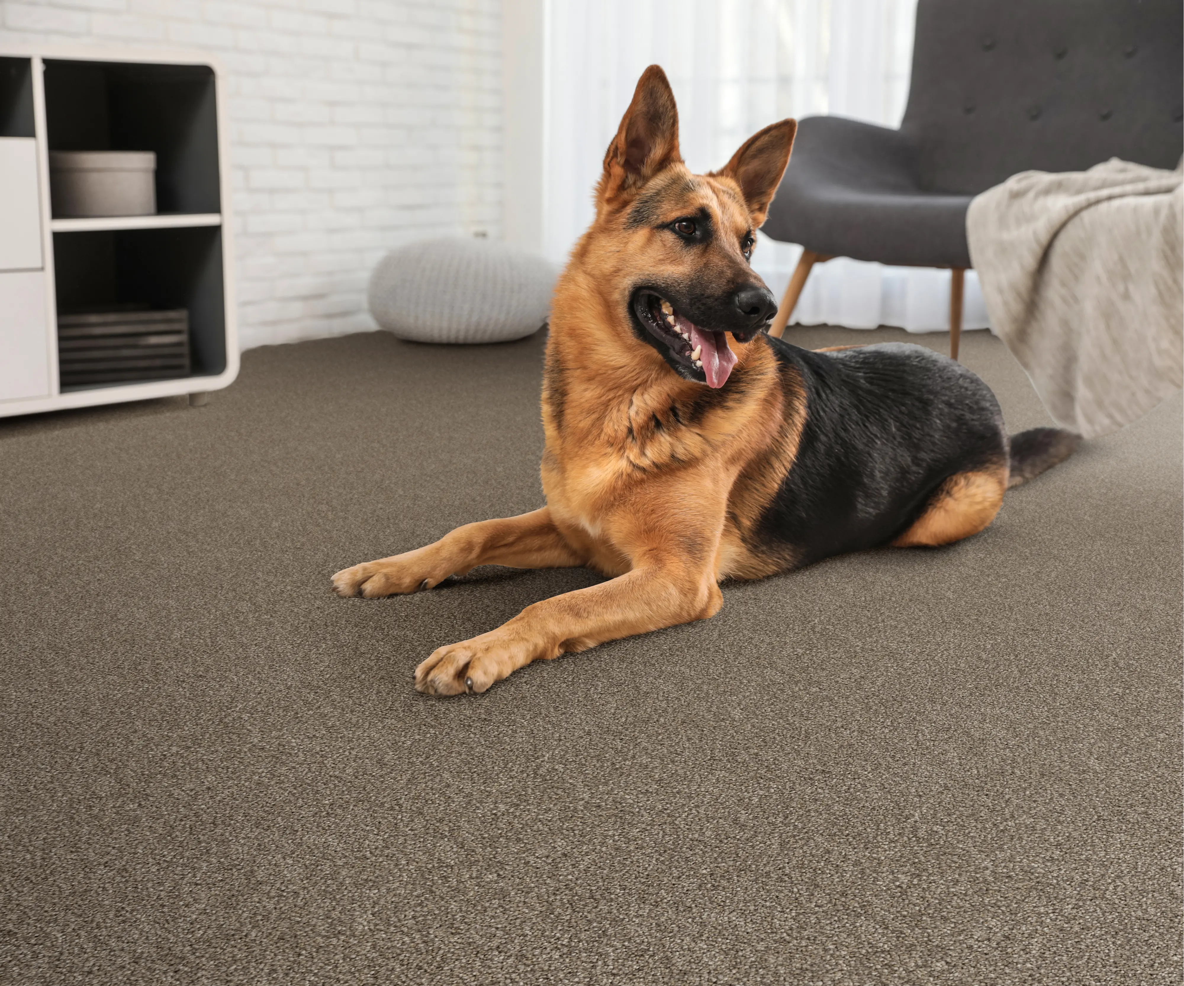 Dixie Herder Carpet Rc Willey